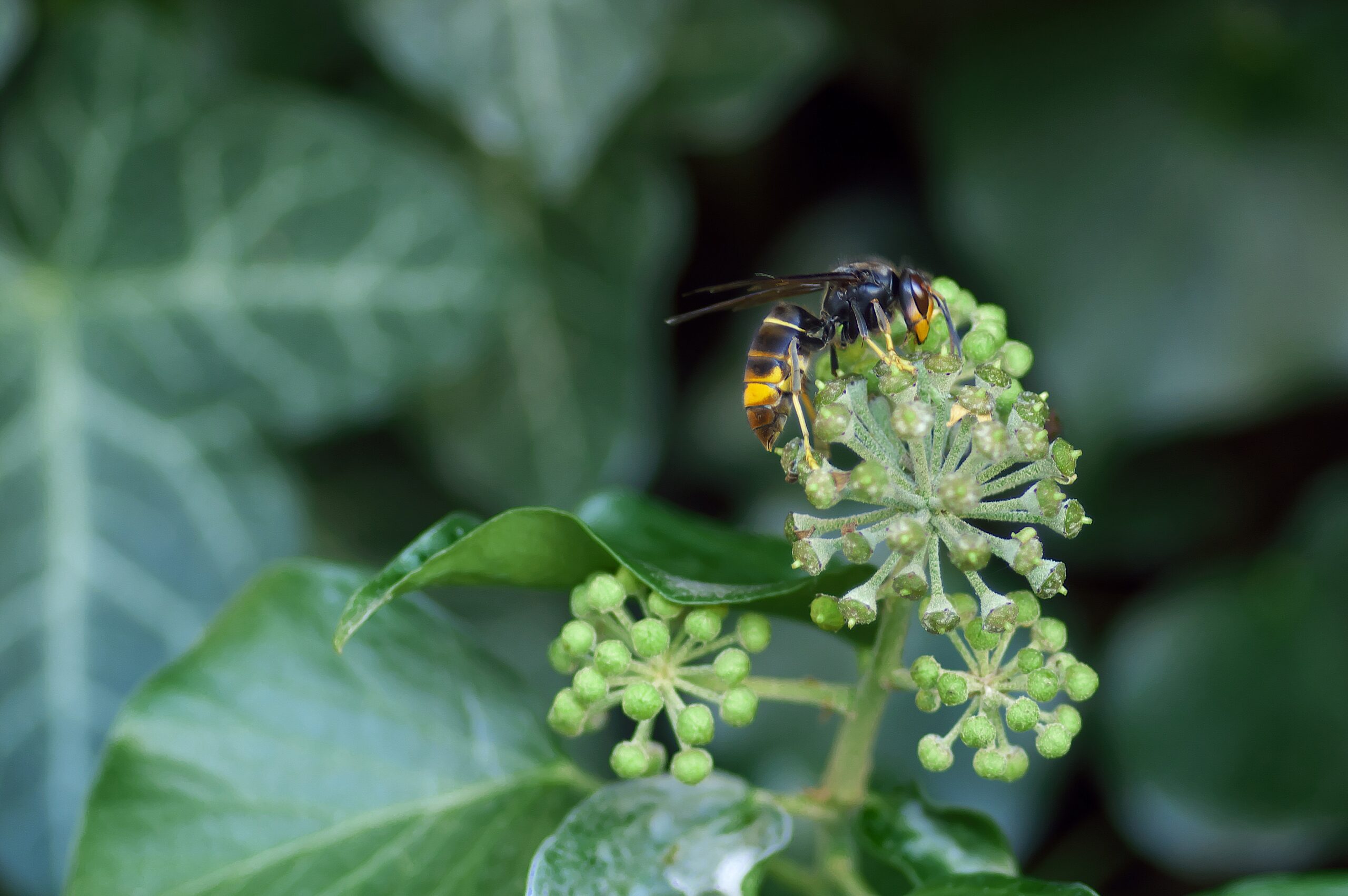 asian-hornet-1822314